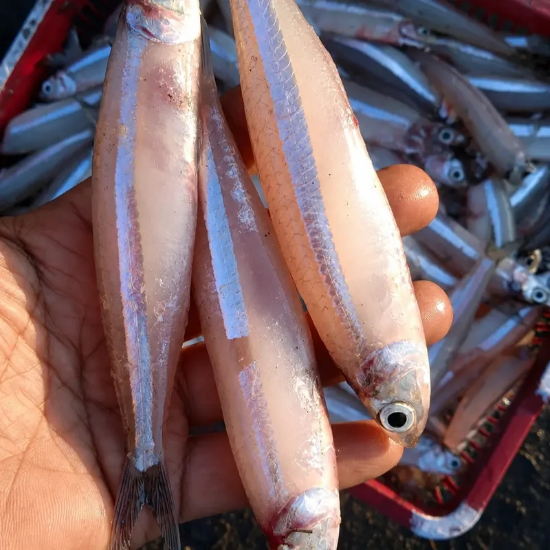 Anchovy